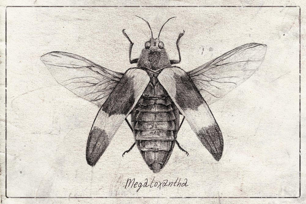 Komplexe Insektenskizze von Mike Koubou