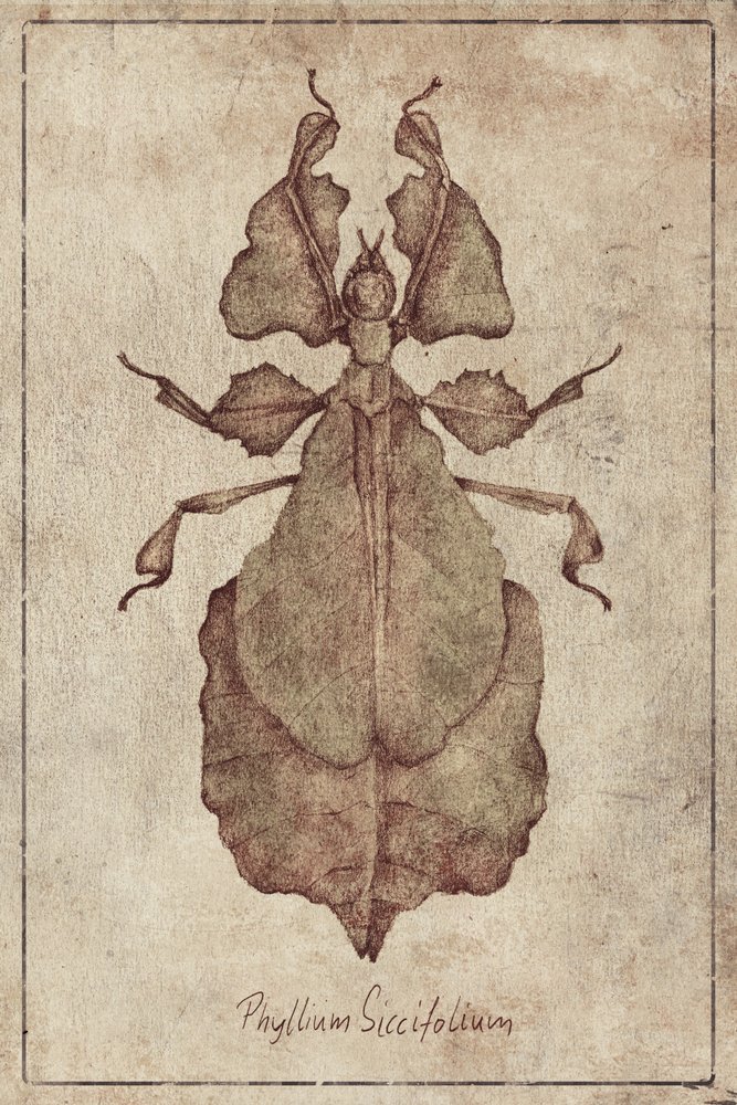 Phyllium Siccifolium Kopie von Mike Koubou