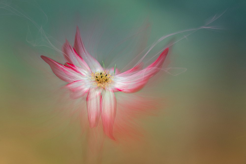 Ätherische Rosa Blume von Molly Fu APA