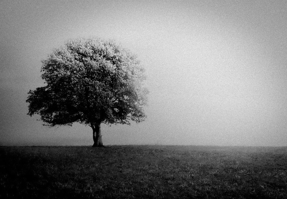 Einsamer Baum im Nebel von Monika Zemojtel