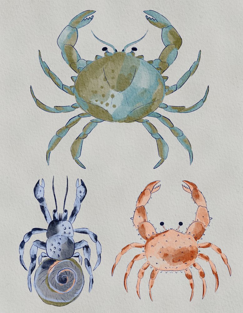Ozeankrebse Aquarell von Nikita Jariwala