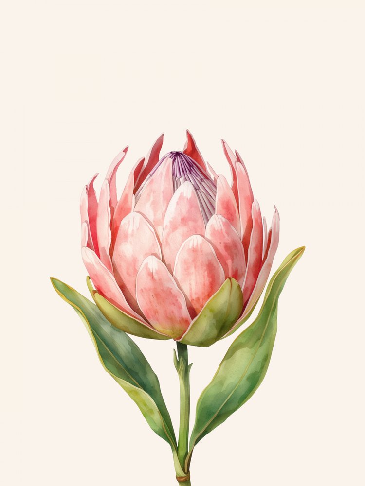 Pinkfarbene Protea-Blüte von Ohkimiko