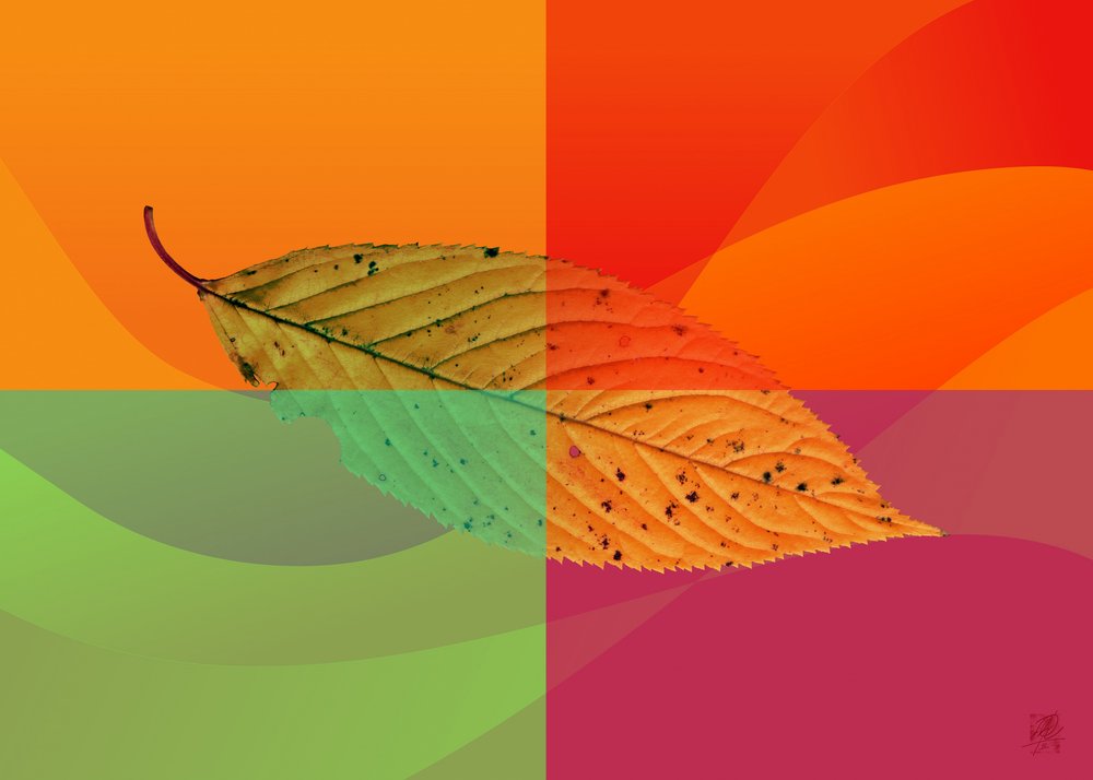 Lebhaftes Herbstblatt von Osvaldo Russo