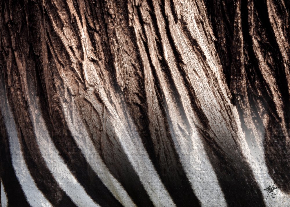 Zebra-Streifen-Textur von Osvaldo Russo