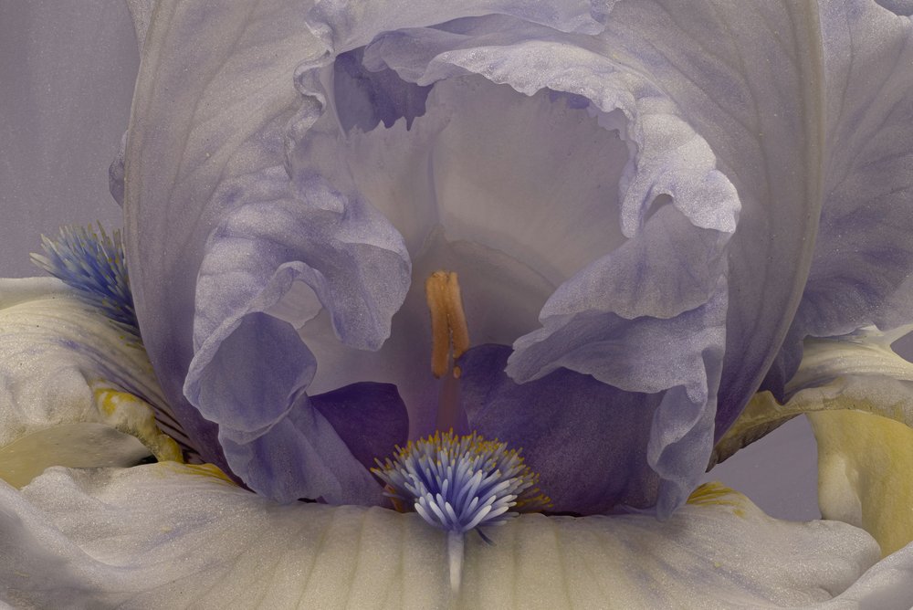 Sanfte Lavendel-Iris von Richard Urbanski
