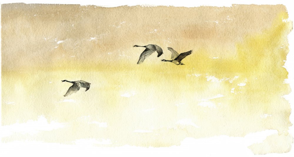 Aquarell Gänseflug von RodMacIver