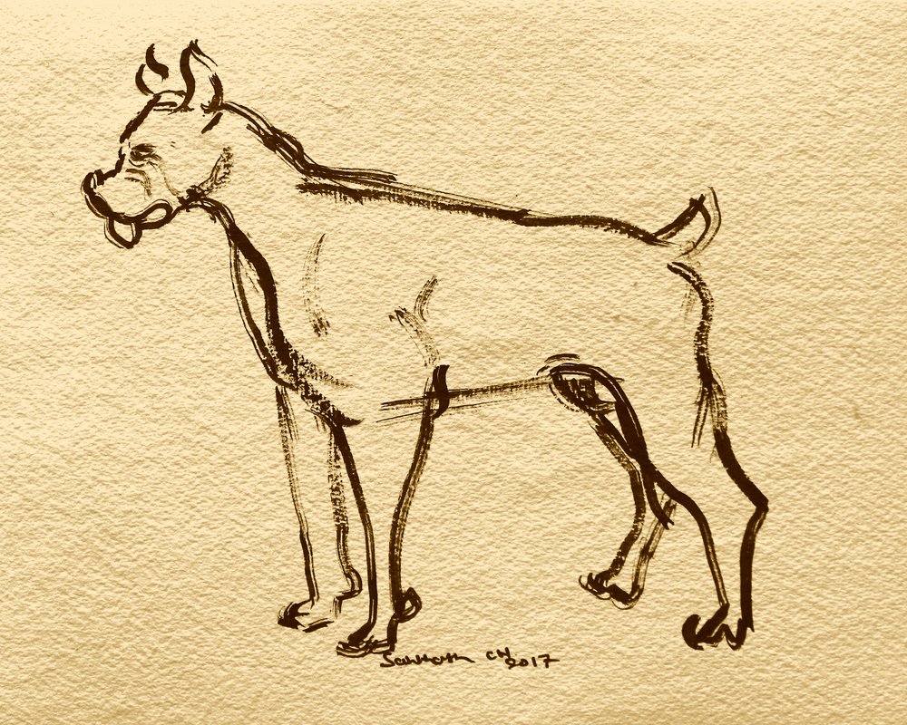 Boxerhund Skizze von Santhosh ch
