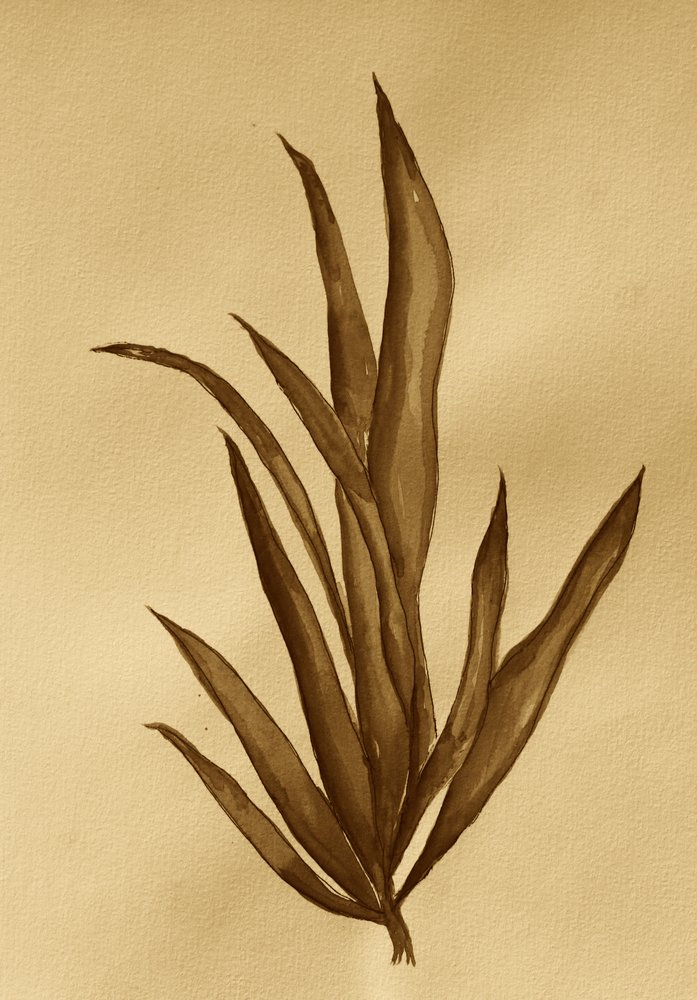 Sepia Botanische Studie von Santhosh ch