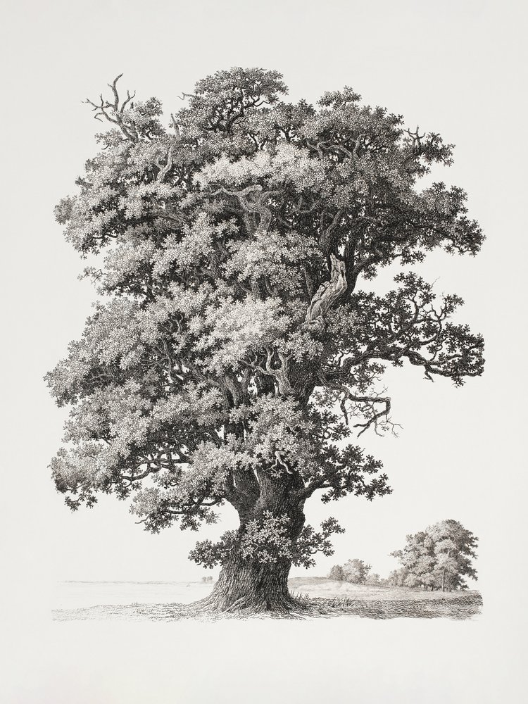Baumstudien Nach der Natur in Bezug auf Landschaftszeichnung von S.h. Petersen