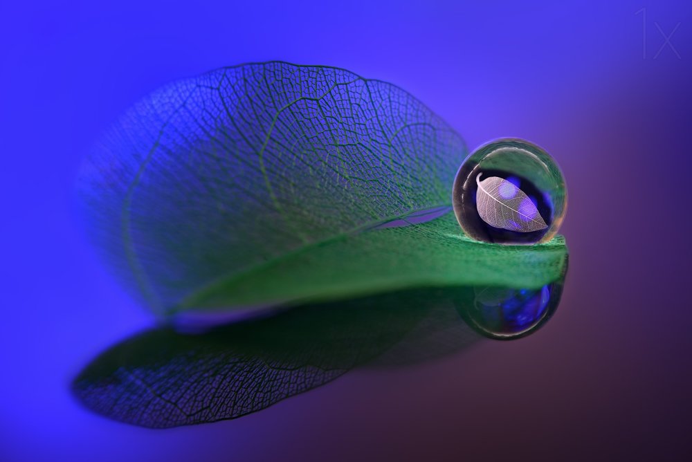 Zartes Blatt Glaskugel von Sophie Pan