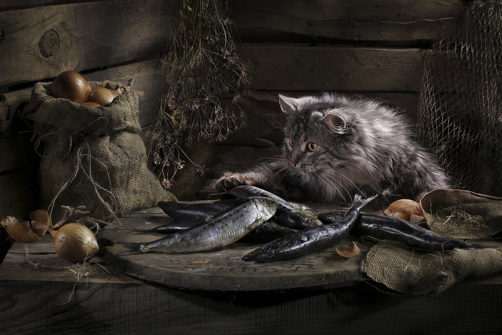 Neugierige Katze und Fisch von Svetlana Pavlоvskaja