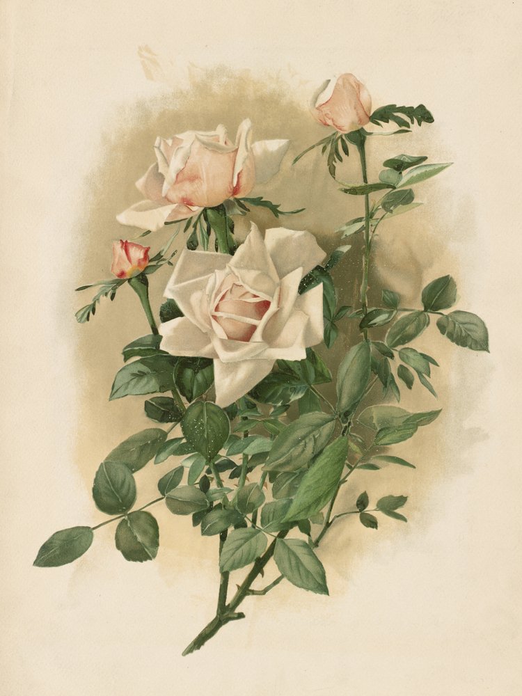 Duchesse De Vallombrosa Rosen von Thaddeus Welch