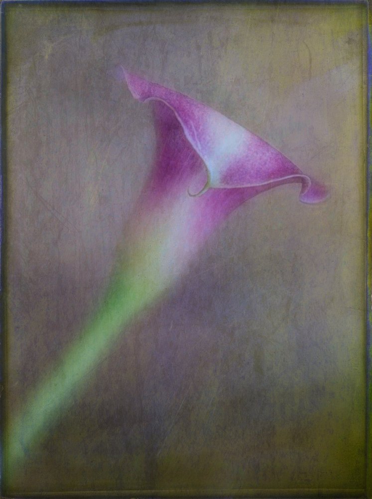 Träumende Purpurne Calla-Lilie von Ulrike Eisenmann