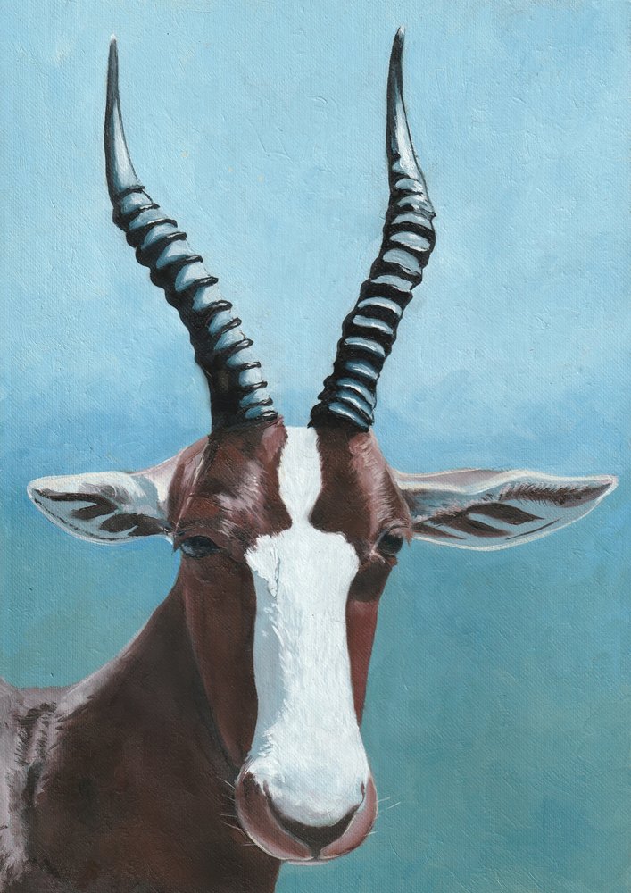 Blesbok-Antilope-Porträt von Viccy Wanliss