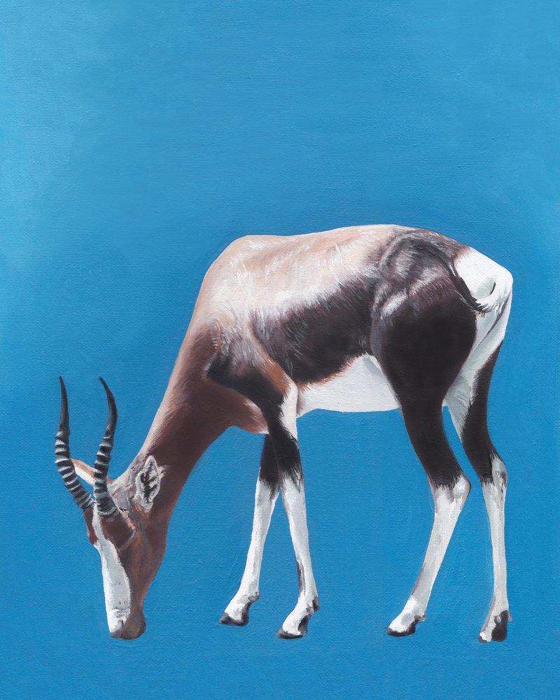 Weidende Bontebok-Antilope von Viccy Wanliss