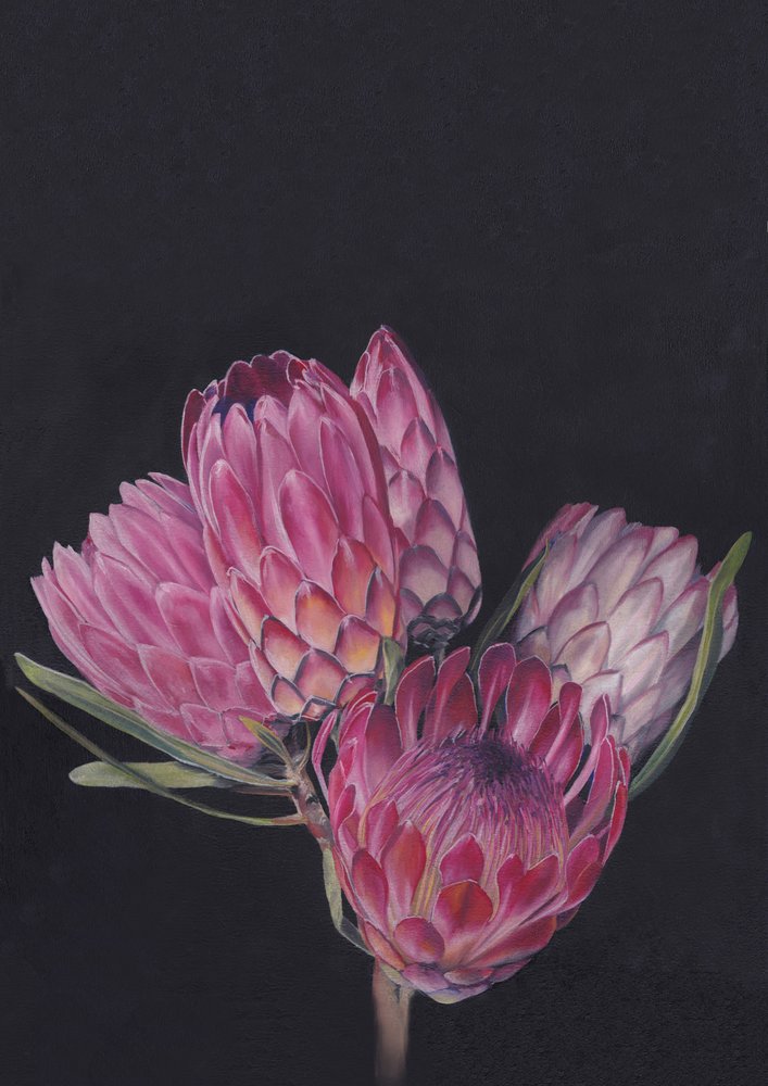 Protea-Medley von Viccy Wanliss von Viccy Wanliss