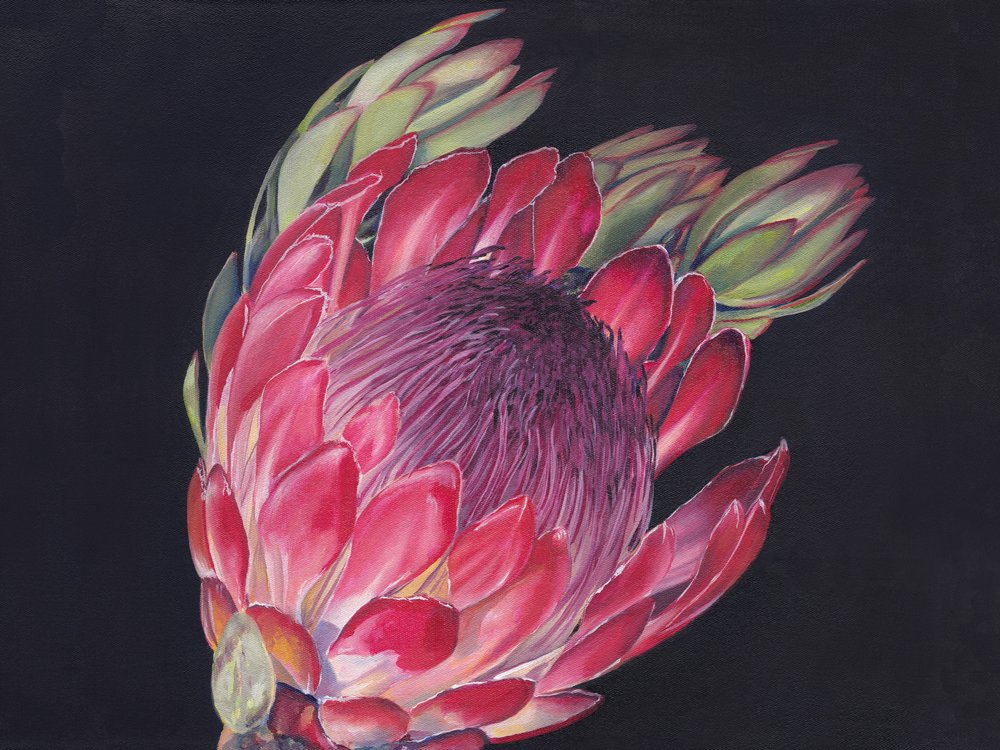 Lebendige König-Protea von Viccy Wanliss