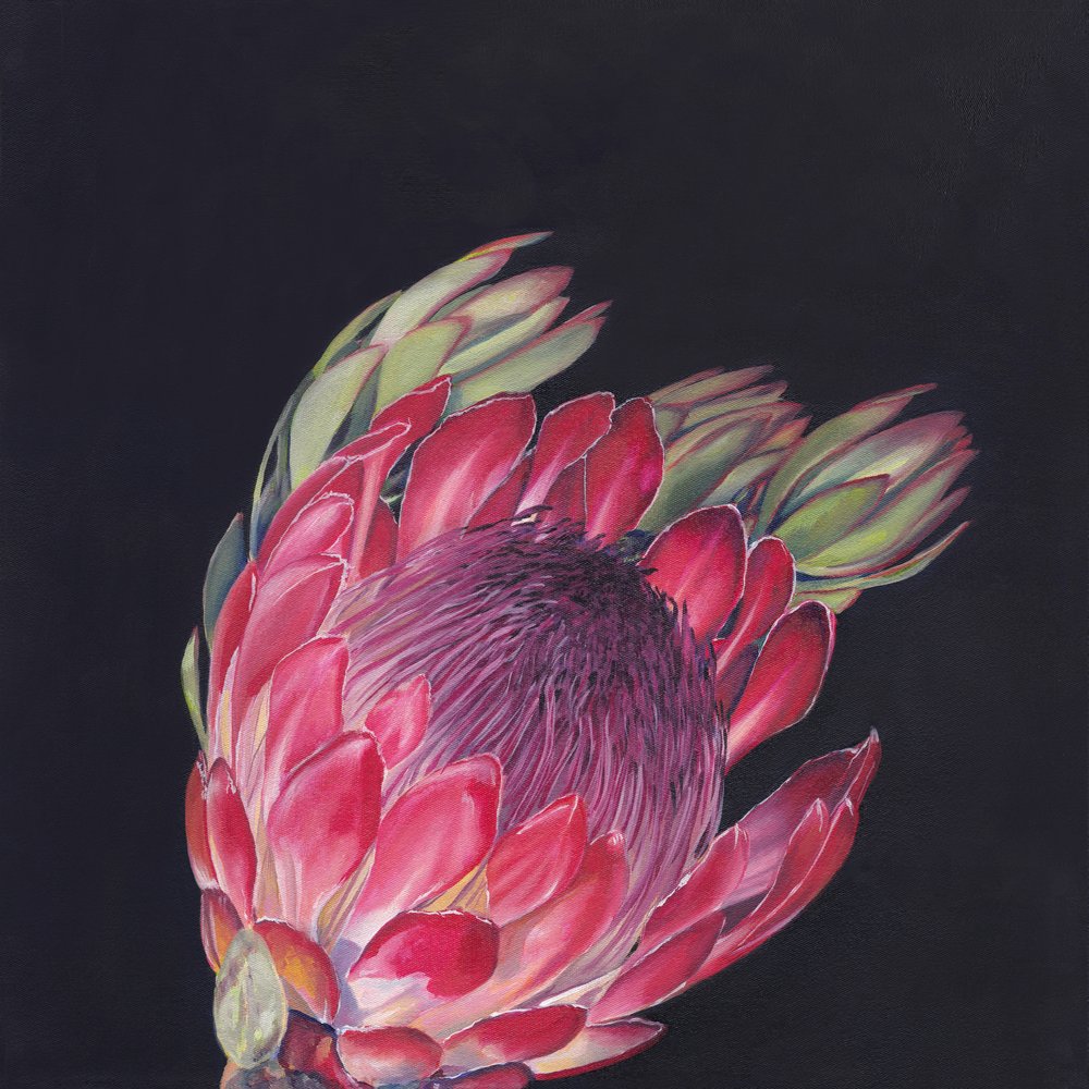 Lebendige rosa Protea von Viccy Wanliss