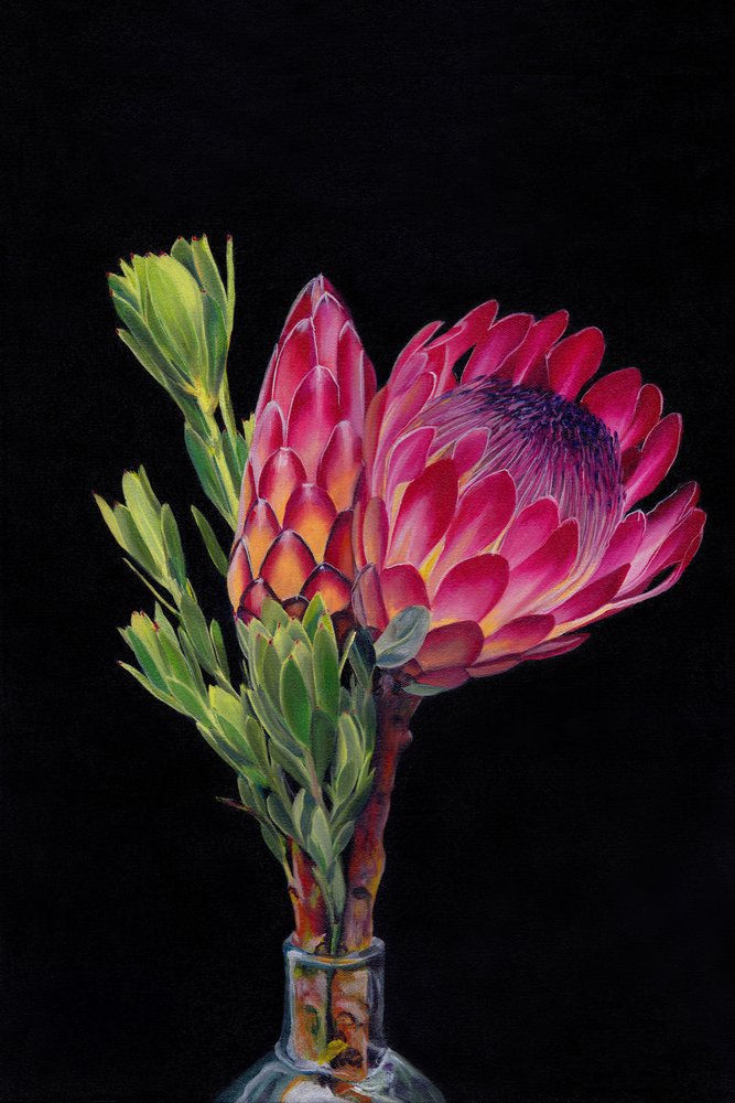 Lebendige Rosa Proteas von Viccy Wanliss