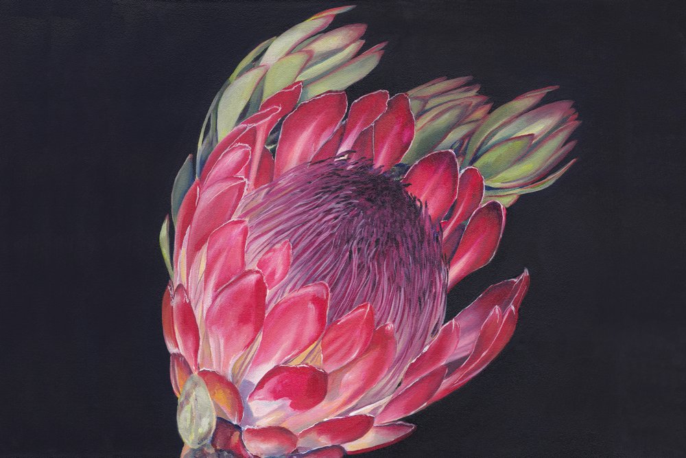 Lebendige Protea-Blüte von Viccy Wanliss