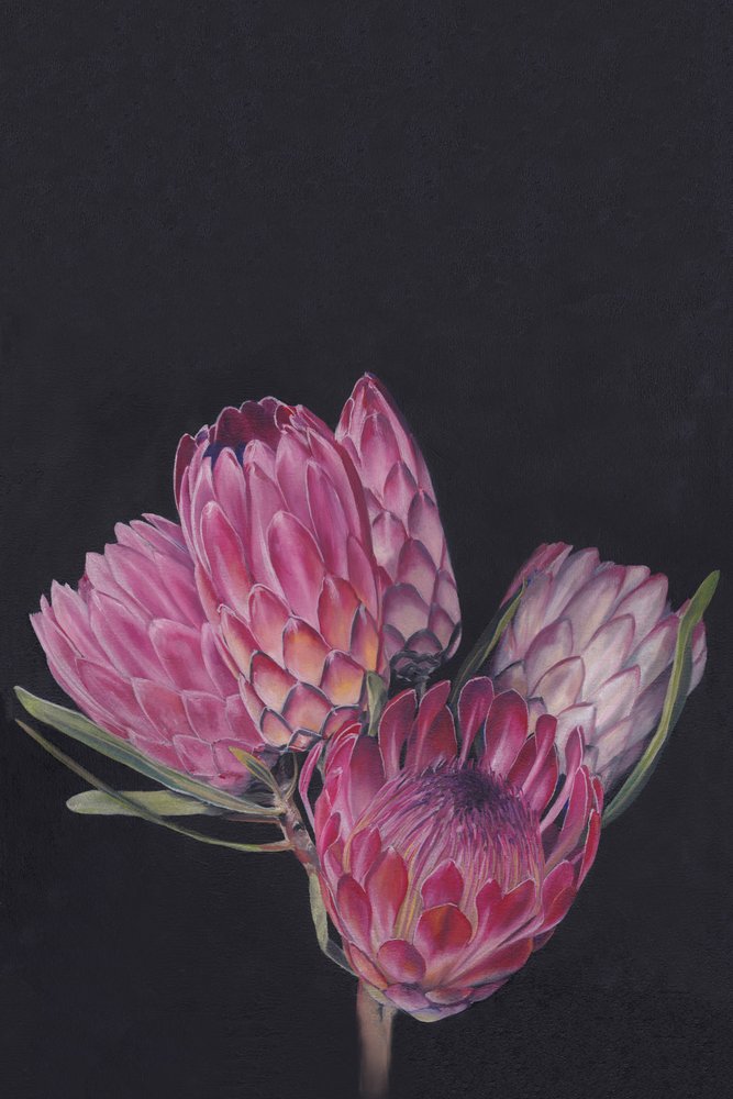 Lebendige Protea-Blumen von Viccy Wanliss