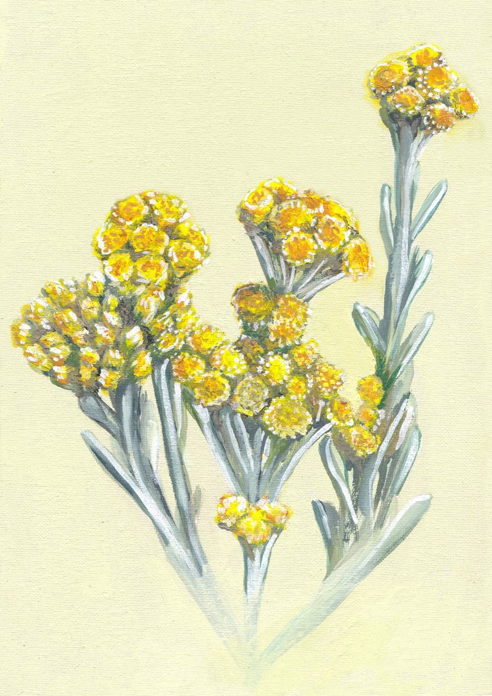 Gelbe Immortellenblüten von Viccy Wanliss