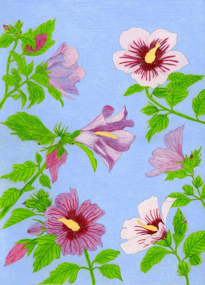 Blühende Hibiskusblüten von Viktoriia Saunina