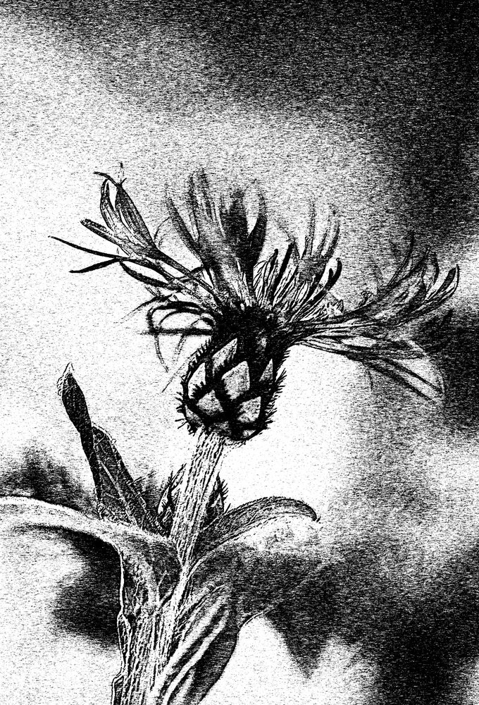 Zarte Blumenzeichnung von Ylva Sjögren