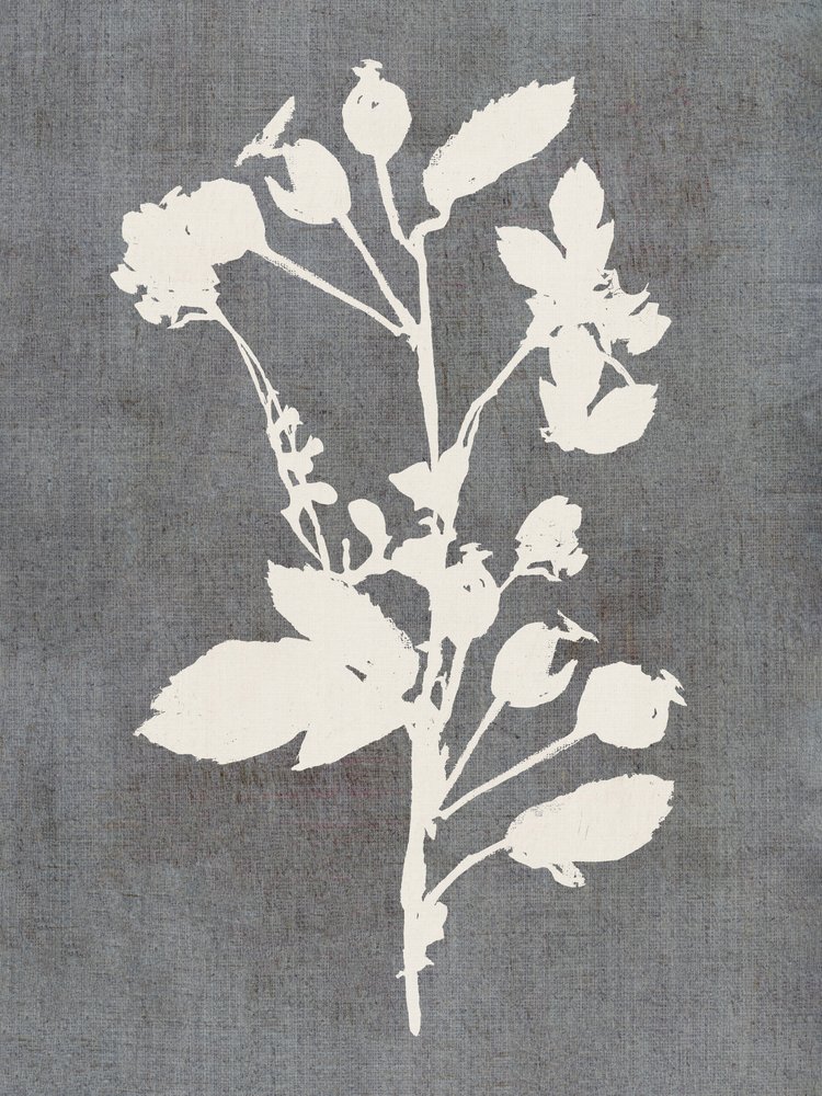 Botanische Rosensilhouette von cartissi