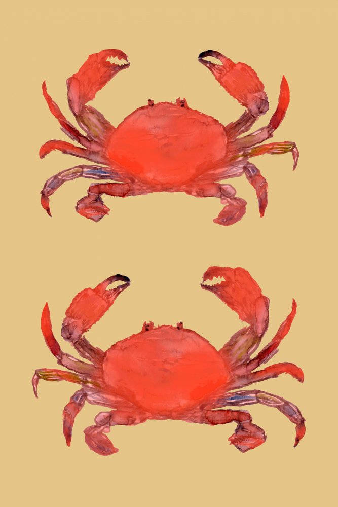 Lebendige Rote Krebse von cartissi