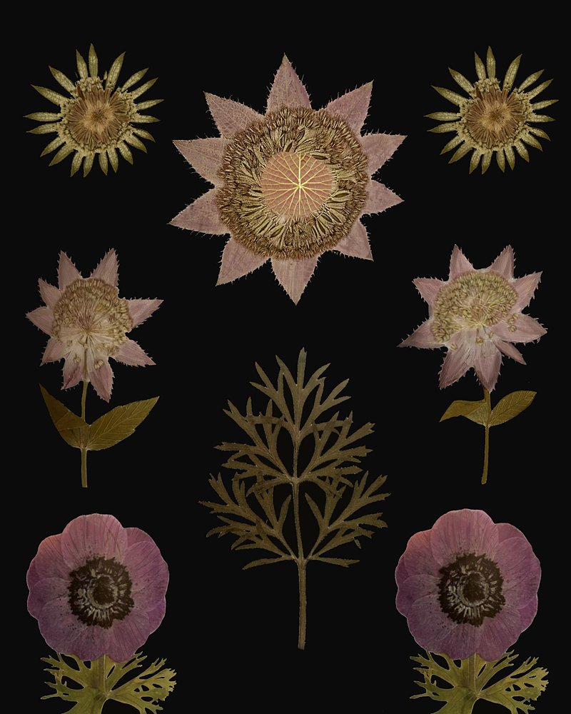 Vintage Gepresste Botanicals von giovanna nicolo