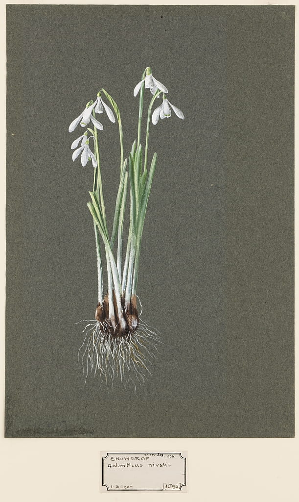 Harold_Drinkwater_-_Galanthus_nivalis_L_Snowdrop_c1903_-1915_-_%28MeisterDrucke-1167654%29.jpg