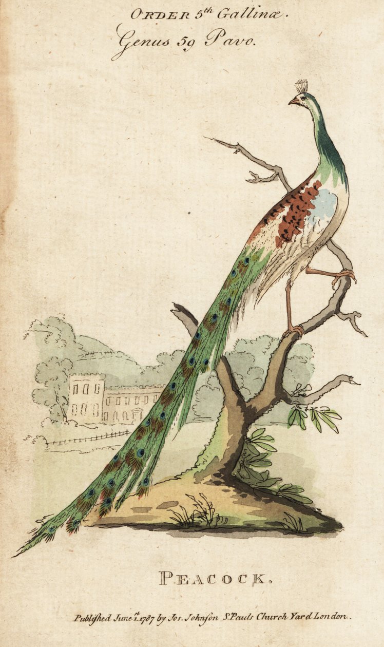 Indischer Pfau, Pavo cristatus von (after) English School
