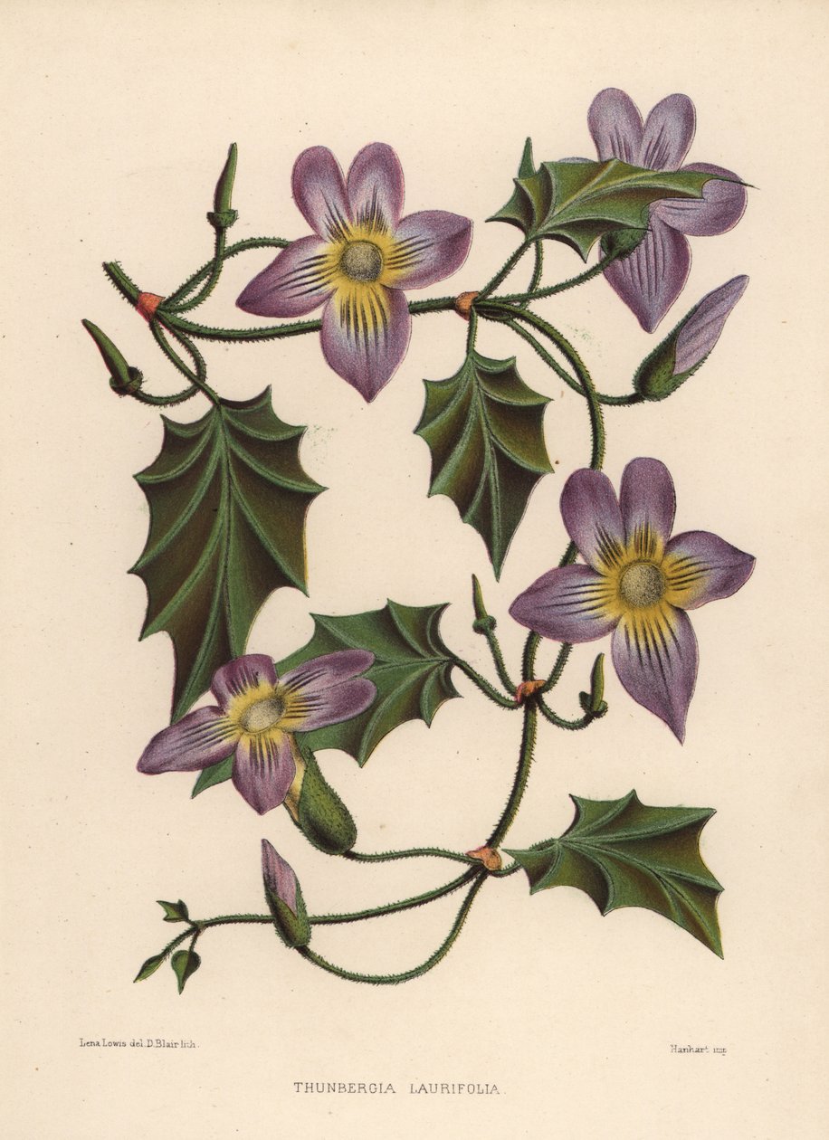 Lorbeeruhrrebe oder Blaue Trompetenrebe, Thunbergia laurifolia von Unknown