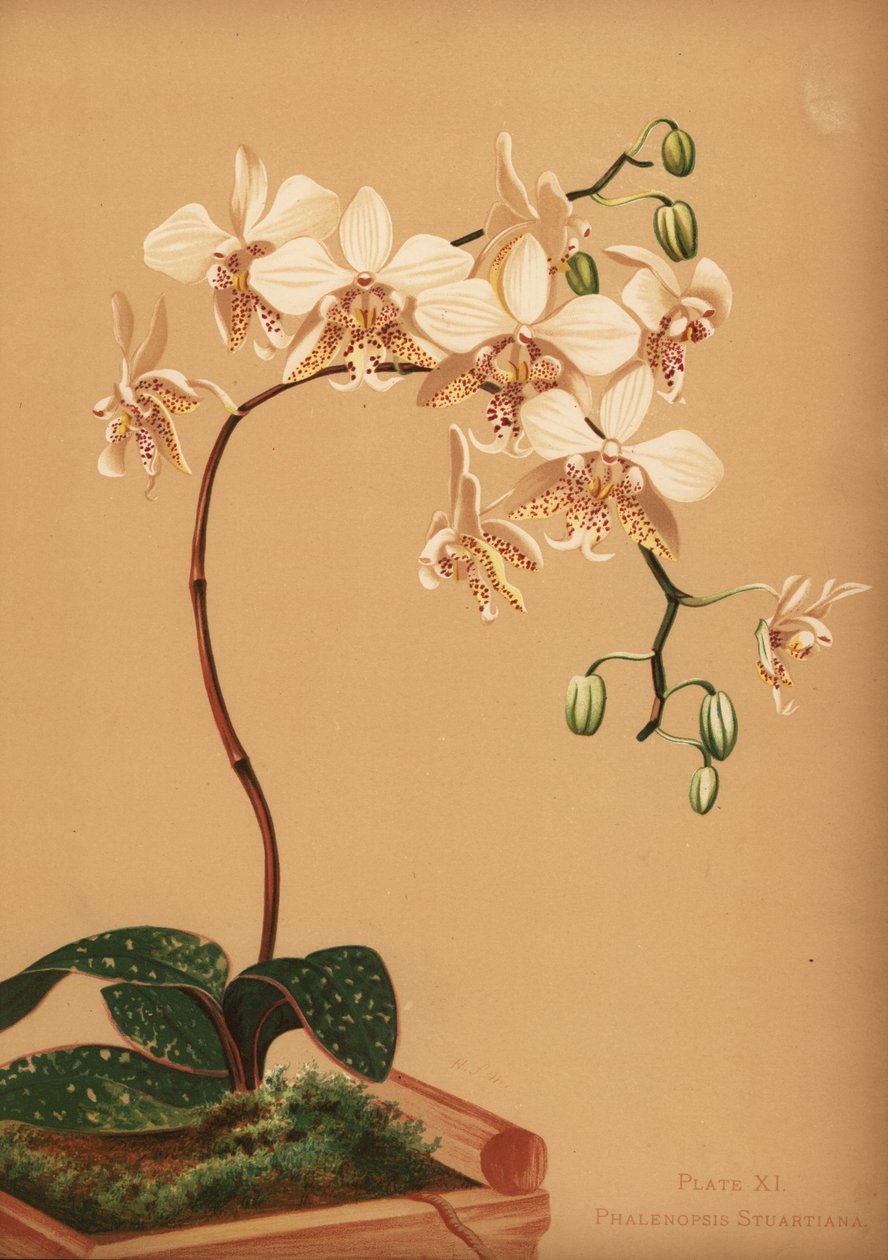 Phalaenopsis stuartiana-Orchidee von Unknown