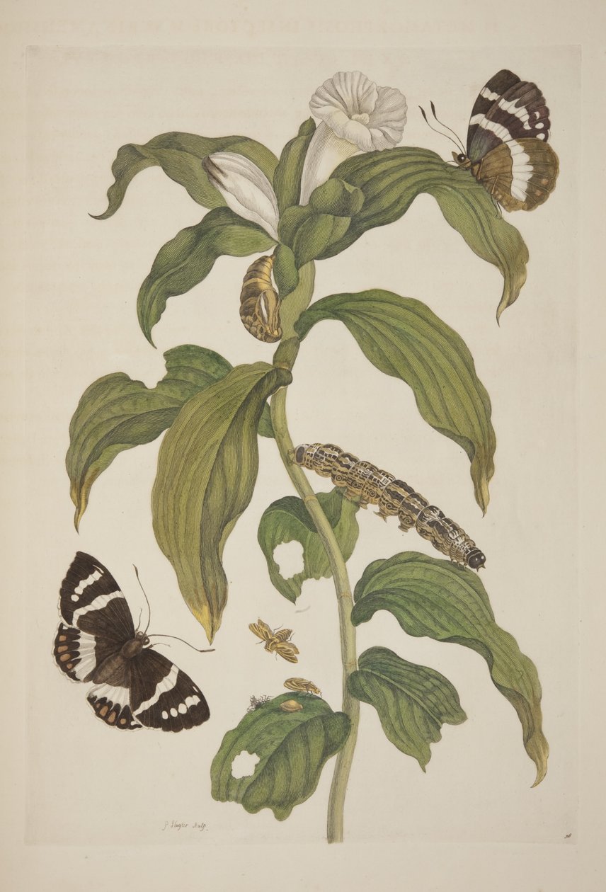 Tafel XXVI aus Metamorphosis Insectorum Surinamensium von Maria Sibylla Merian, 1705 von Unknown