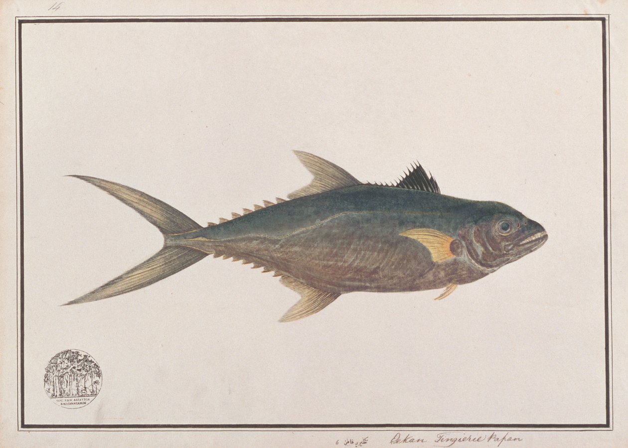 Indo-Pazifischer Königsmakrele, aus Zeichnungen von Fischen von Malakka, ca. 1805-18 von Chinese School