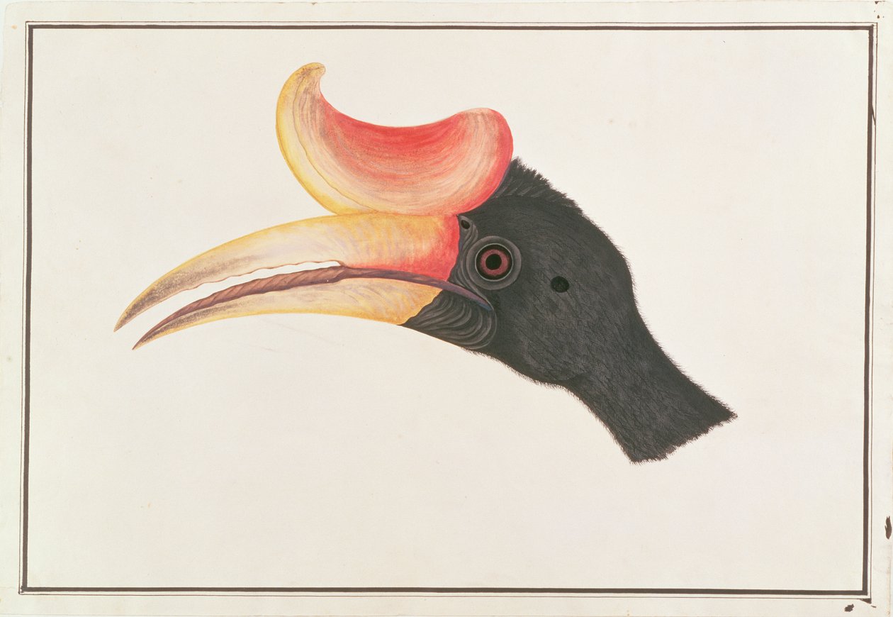 Nashornvogel, aus Zeichnungen von Vögeln aus Malakka, ca. 1805-18 von Chinese School