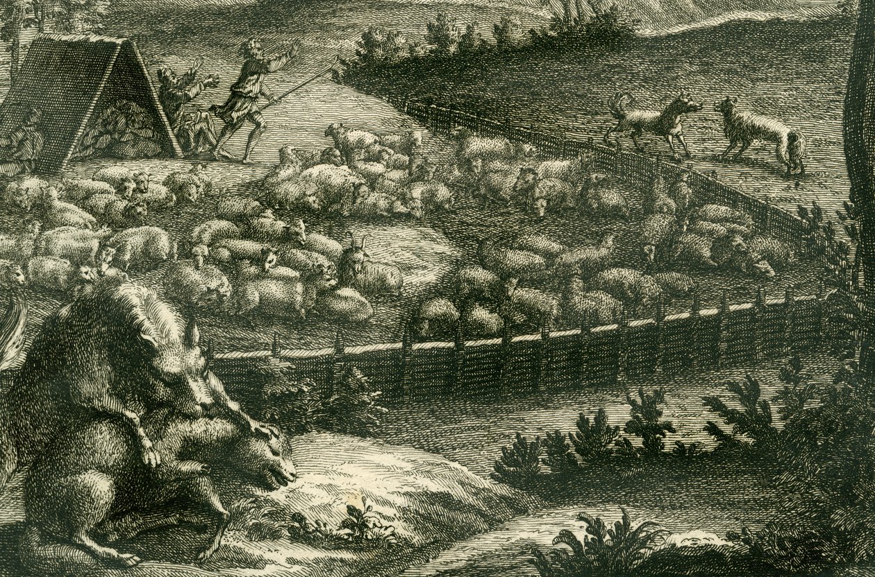 Wolf greift ein Schaf an, 1731 (Kupferstich) (Detail) von German School