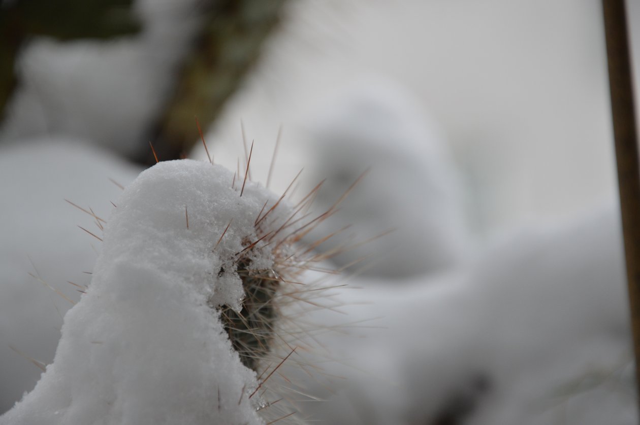 Kakteen im Winter von Detlef Georgi