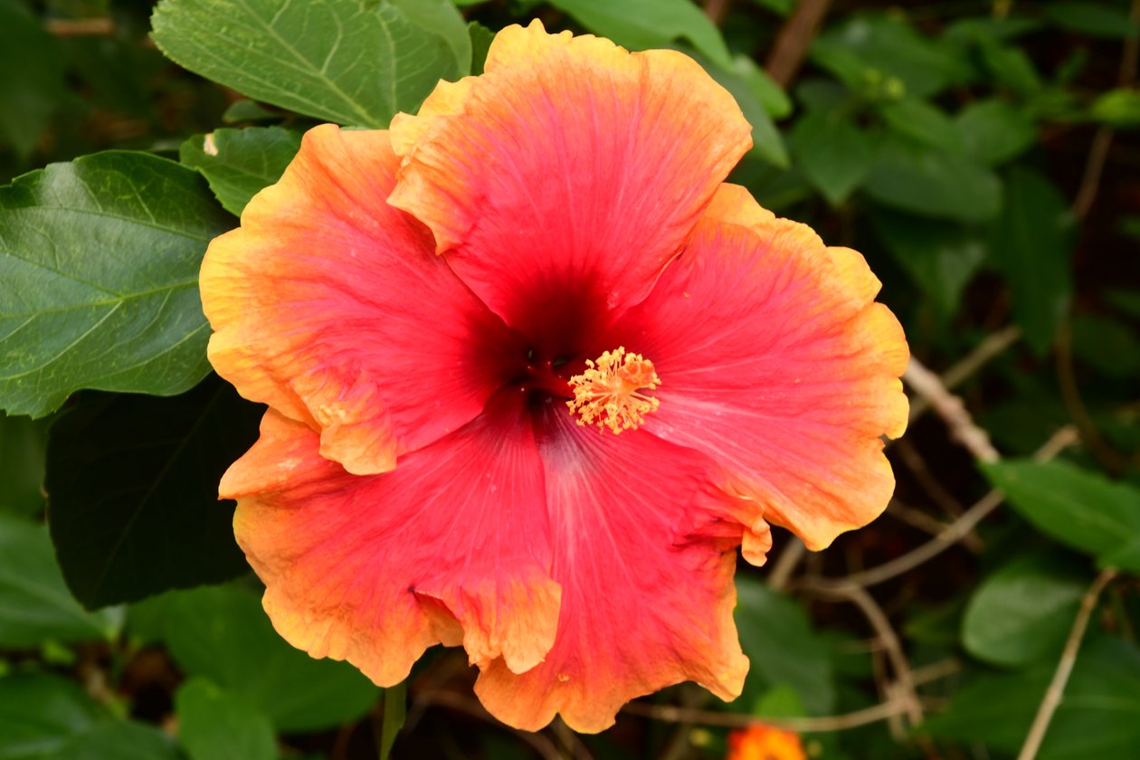 Gefangene Rosen vor weichem natürlichem und künstlerischem Hintergrund. von Albert Mansour