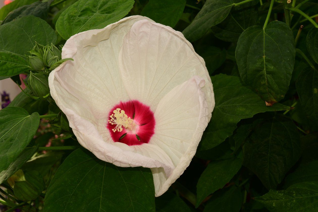 Gefangene Rosen vor weichem natürlichem und künstlerischem Hintergrund. von Albert Mansour