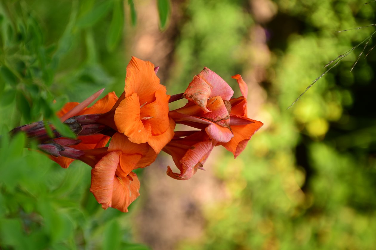 Gefangene Rosen vor weichem natürlichem und künstlerischem Hintergrund von Albert Mansour