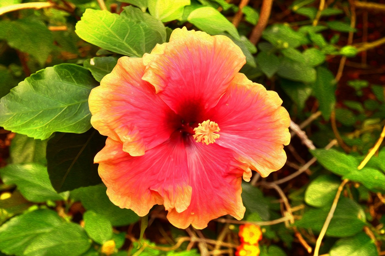 Florale Kunst von Albert Mansour