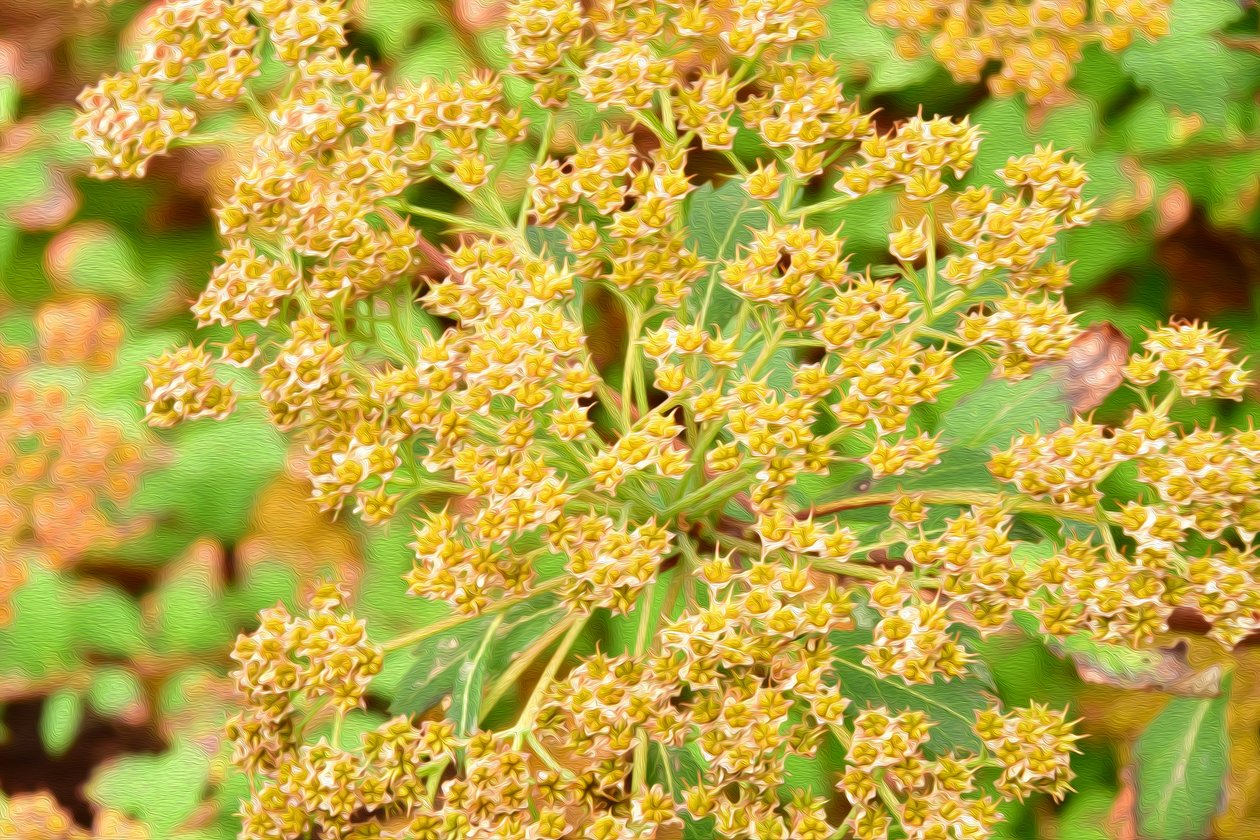Blumenkunst im Ölmalstil von Albert Mansour