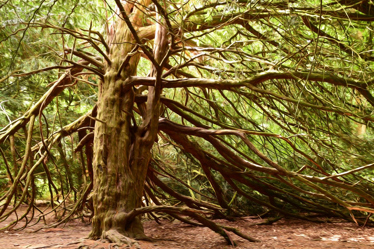 Naturwald in Ölmalerei-Stil von Albert Mansour