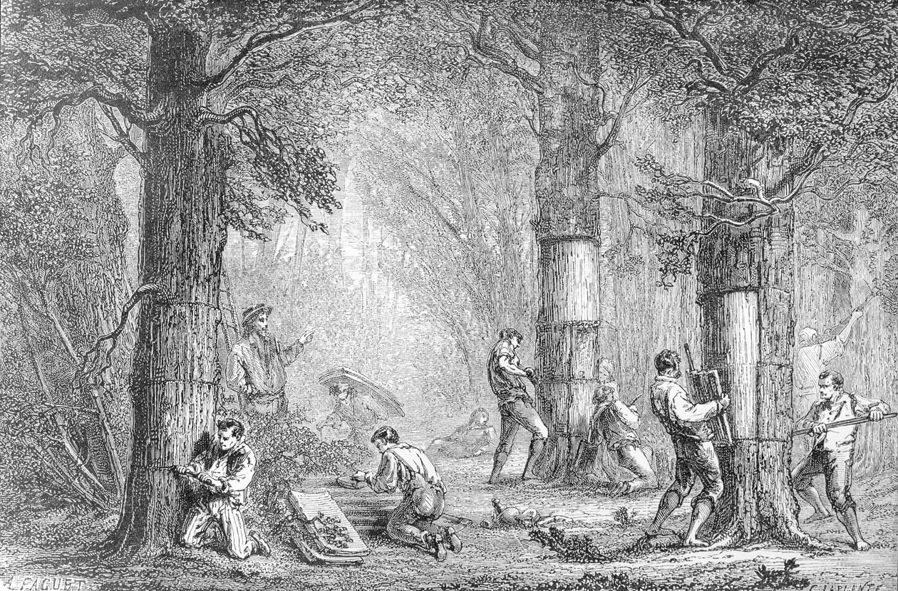 Rinde (Sammeln der Rinde des Korkbaums) (gestochen von Charles Laplante) von A. Faguet