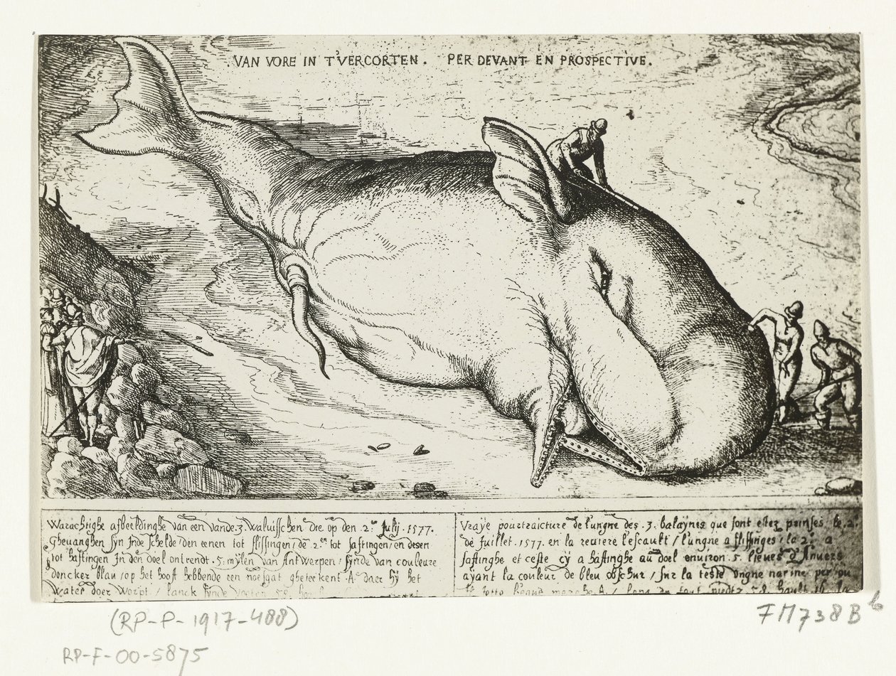 Druck von dem gestrandeten Wal bei Antwerpen, 2. Juli 1577 von A.B. van Deinse