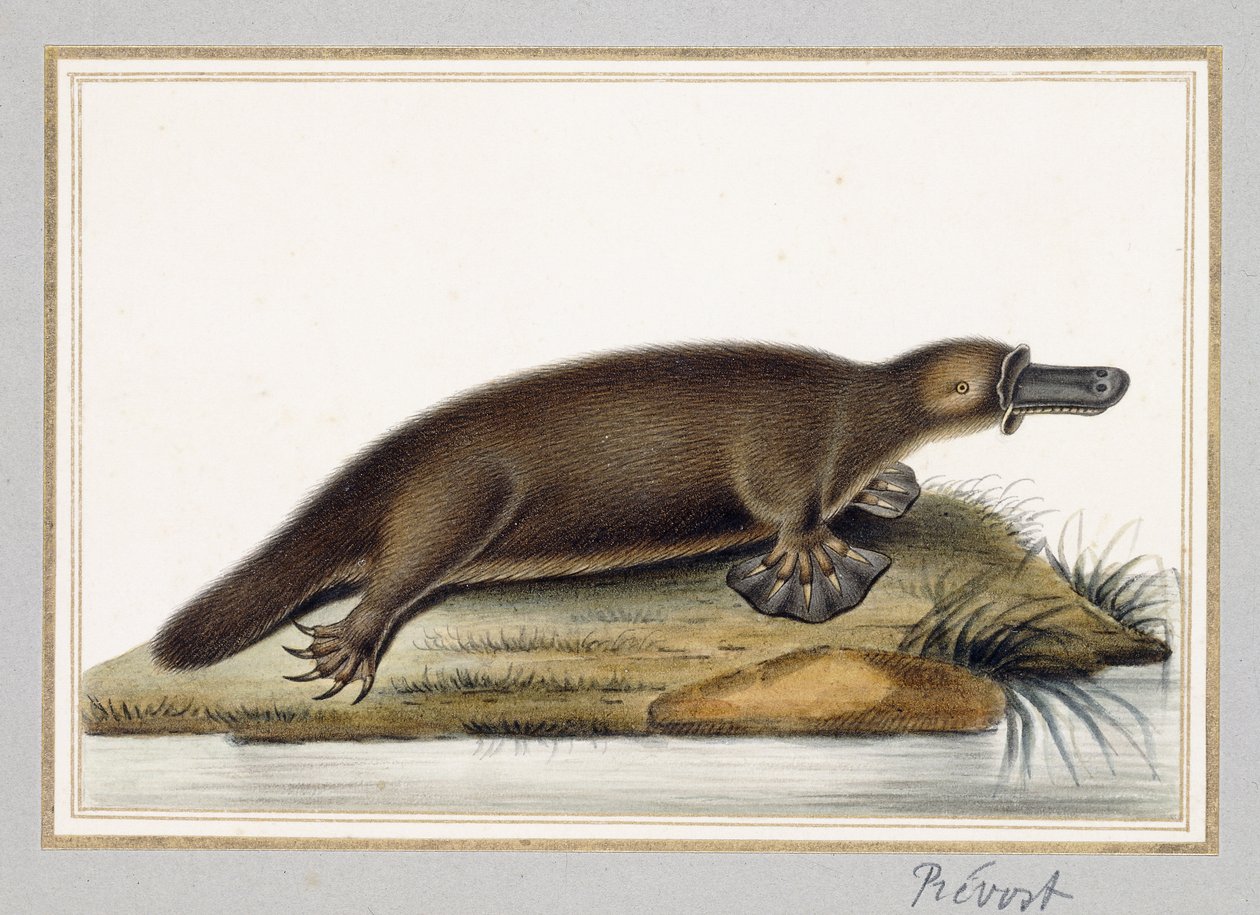 Schnabeltier von A. Prevost