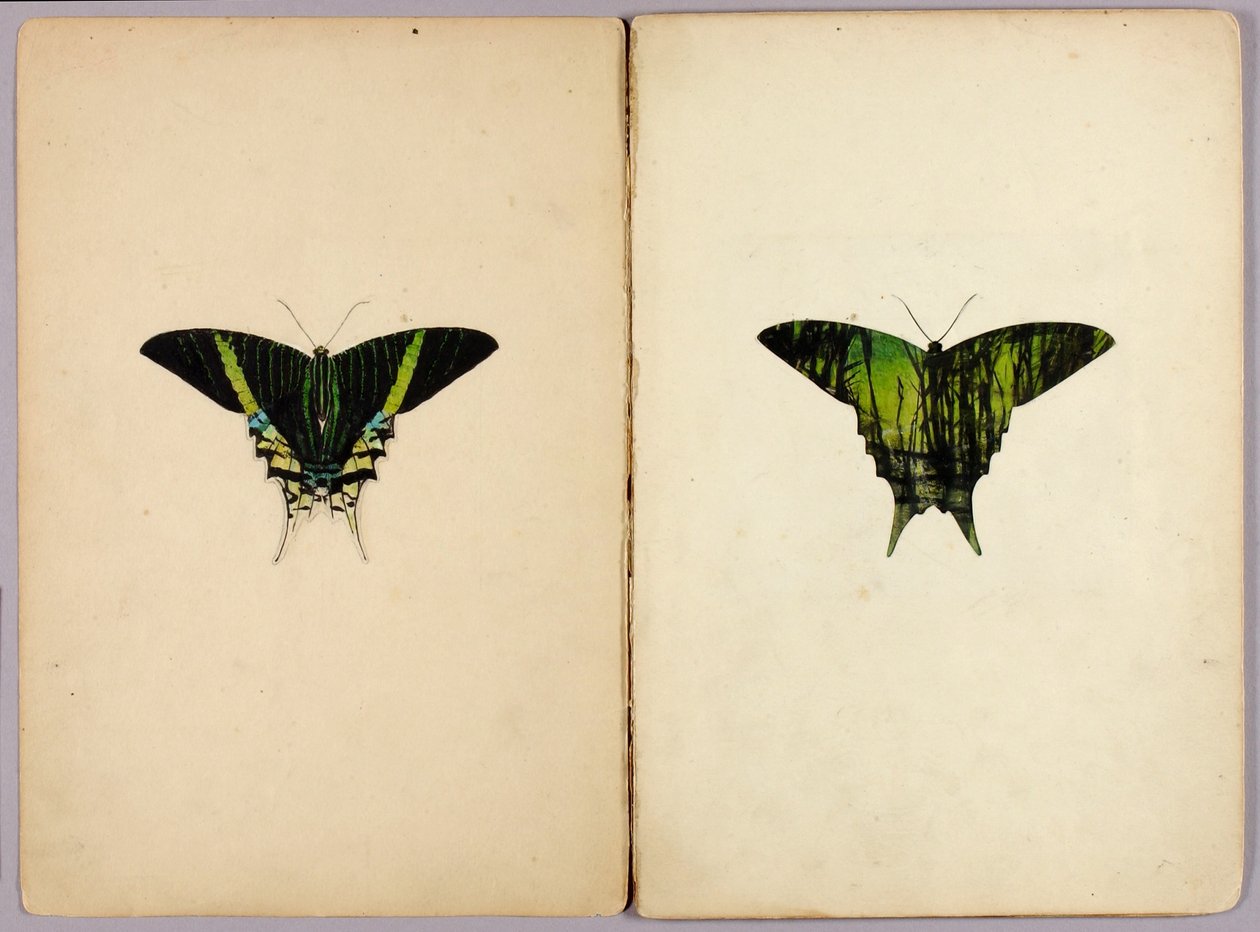 Urania-Motte, Studienmappe für das Buch "Concealing Coloration in the Animal Kingdom" von Abbott Handerson Thayer
